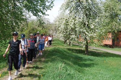 Grupa osób uprawia nordic walking na wale przyrzecznym, w tle kwitnące drzewa owocowe.