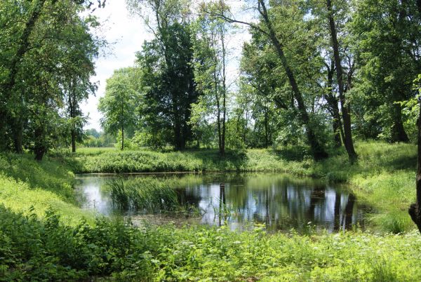 Staw otoczony roślinnością i drzewami