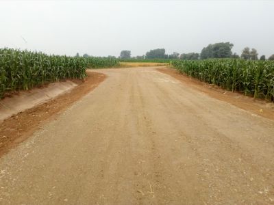Droga o nawierzchni tłuczniowej, pobocza z piasku, z lewej strony rów, po obu stronach i w oddali zielone pola kukurydzy