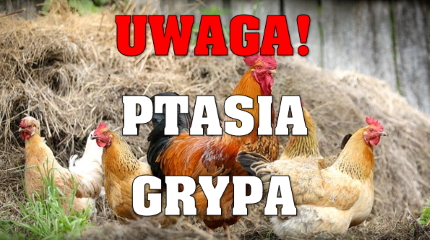 Uwaga! Ptasia grypa!