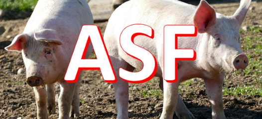 ASF - Afrykański Pomór Świń